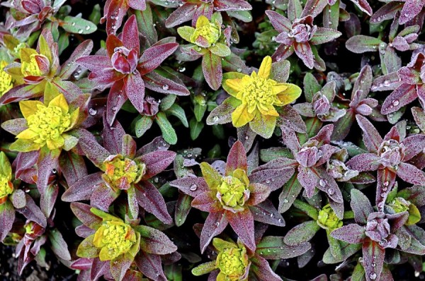 Euphorbia Polychroma Bonfire